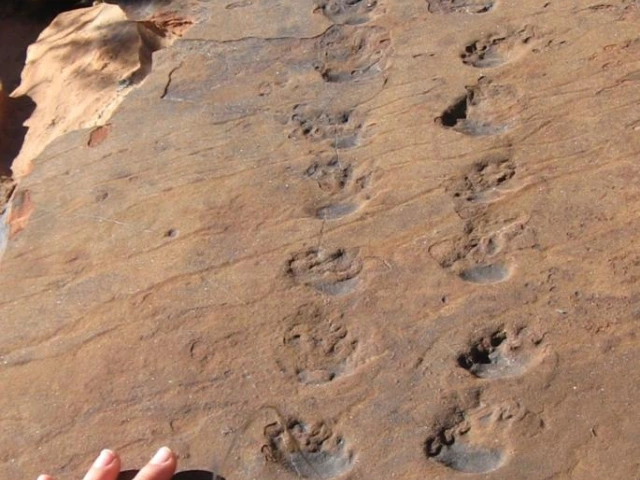 https://azgs.arizona.edu/sites/default/files/styles/azgs_optimized_large/public/azgs-photo-gallery/SHF-Trackway-Ranney.jpeg?itok=gREVCZOc