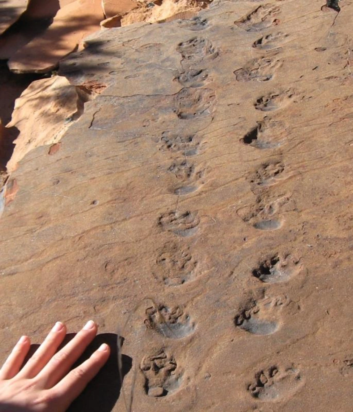 https://azgs.arizona.edu/sites/default/files/styles/azgs_optimized_large/public/azgs-photo-gallery/SHF-Trackway-Ranney.jpeg?itok=gREVCZOc